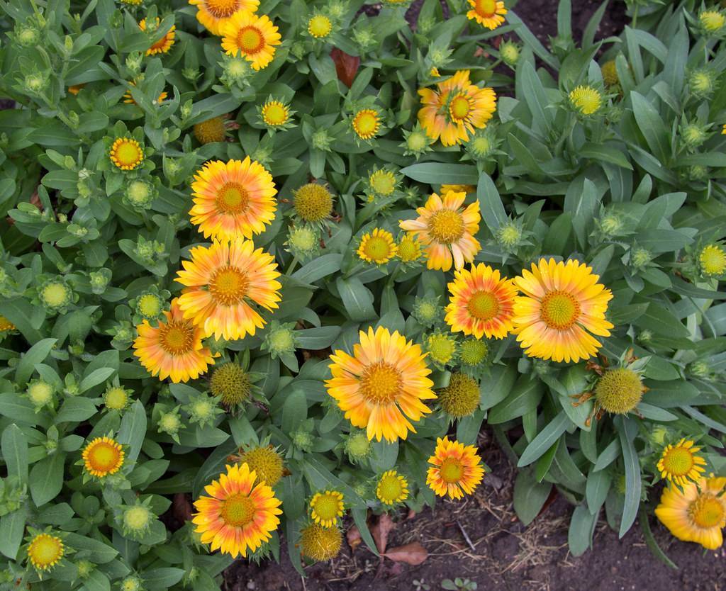 vibrant yellow and pink bicolored flowers with yellow stamens, and lanceolate, narrow, blue-green leaves