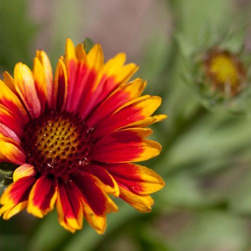 yellow-maroon flowers with burgundy-yellow center, green leaves and stems