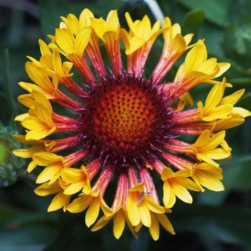 yellow-pink flowers with burgundy-orange center, and green leaves