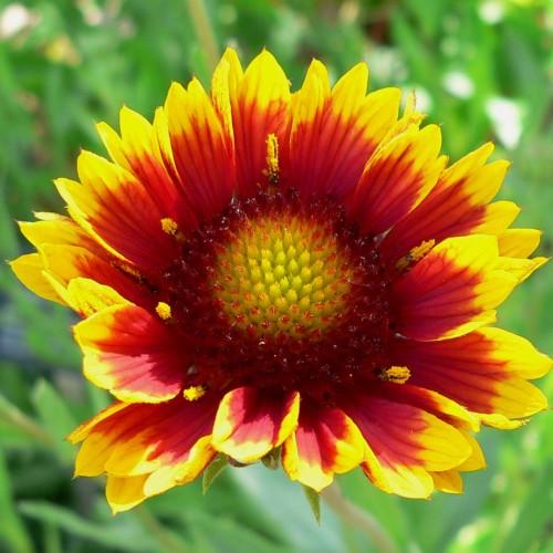 yellow-maroon flowers with burgundy-yellow center, green leaves and beige stems