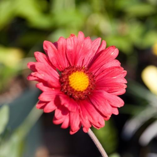 pink-red flower with red-yellow center and gray
stem