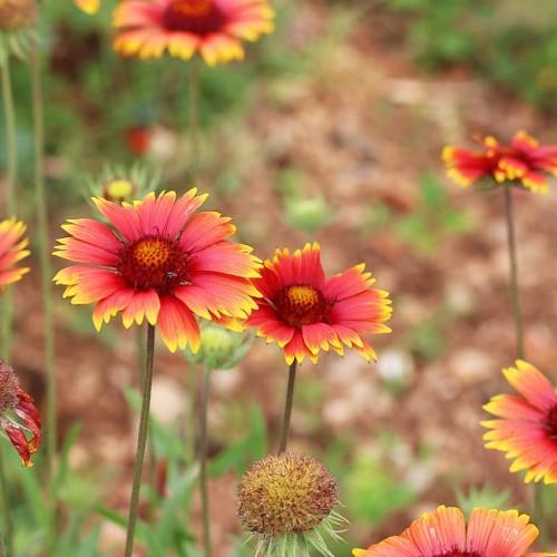 red-yellow flower with burgundy-yellow center, green stems and leaves