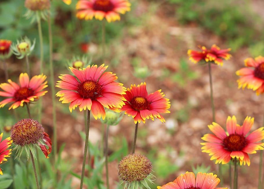 red-yellow flower with burgundy-yellow center, green stems and leaves