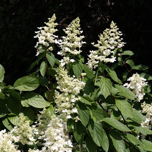 white-yellow flowers, yellow buds, olive-green leaves and brown stems