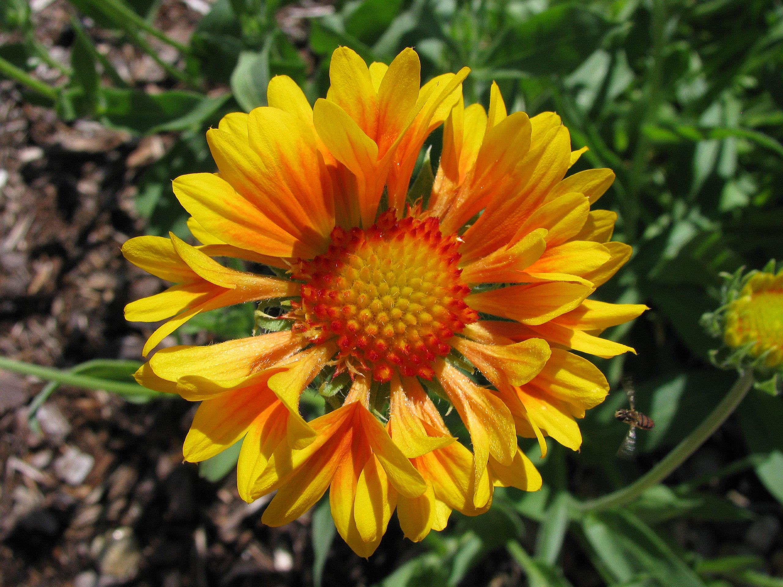 yellow-orange flower with yellow-orange center, green leaves and stems

