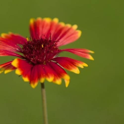 maroon to yellow flower with maroon stamens and reddish-green stem