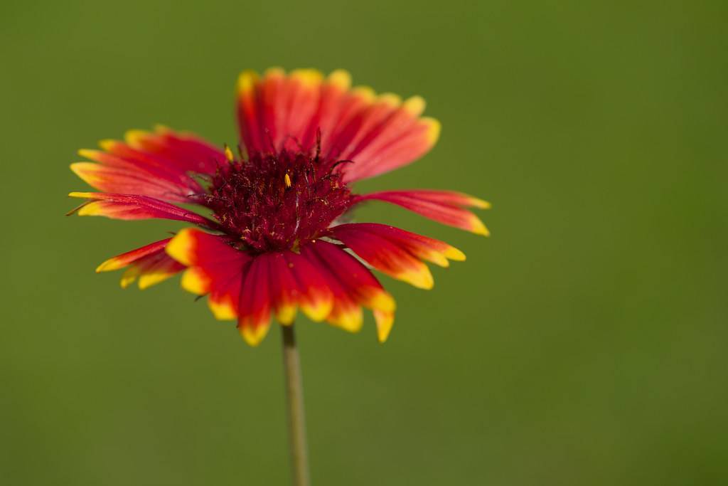 maroon to yellow flower with maroon stamens and reddish-green stem
