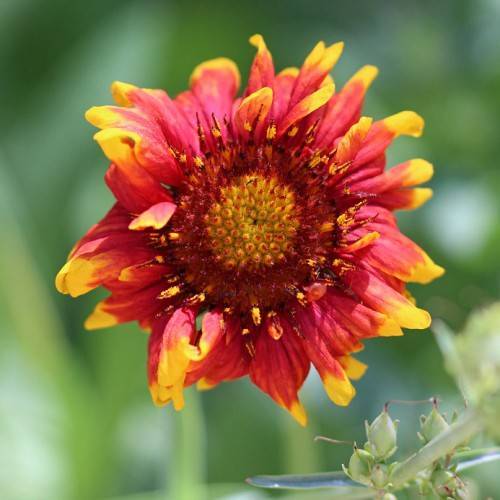 deep red to yellow flower with maroon and yellow stamens