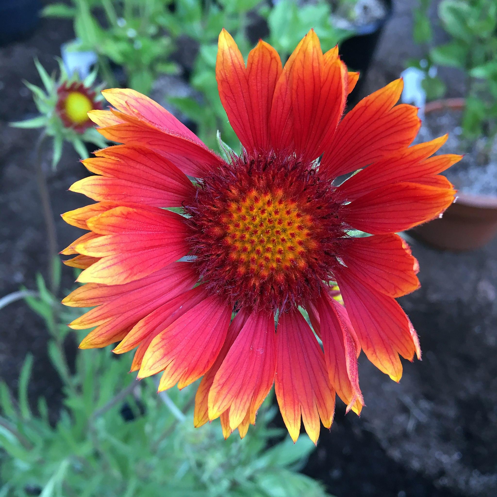 ruby-yellow flower with burgundy-yellow center, green leaves and stems