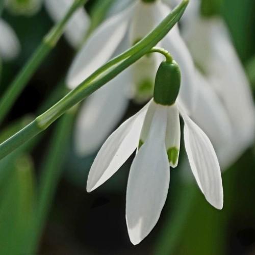 white-green flower with green sepals, foliage and green stems
