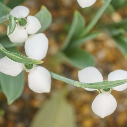 bright white flowers with dark green sepals, gray-green stems and oval-shaped green-gray leaves