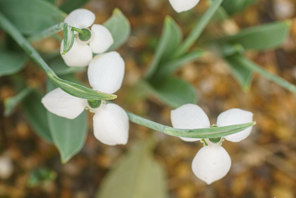 bright white flowers with dark green sepals, gray-green stems and oval-shaped green-gray leaves