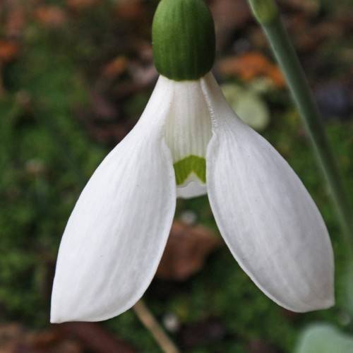 lamp-like, vibrant white flower with dark green, smooth sepal and stem