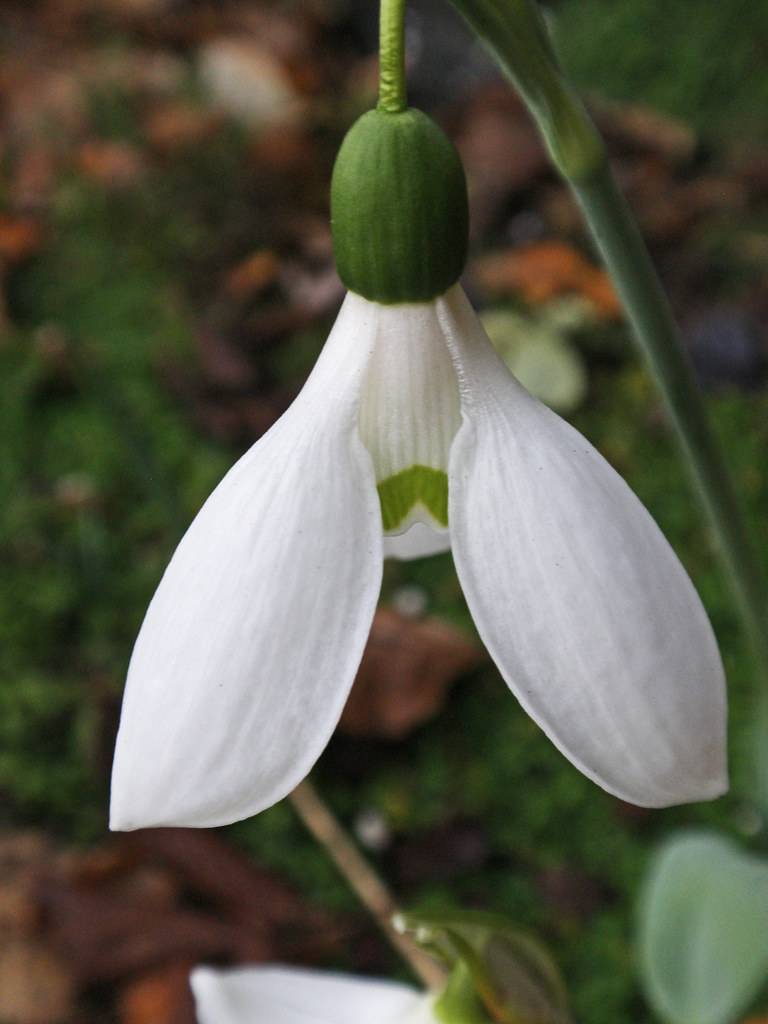 lamp-like, vibrant white flower with dark green, smooth sepal and stem