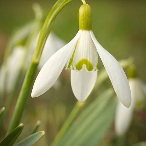 white-colored, lamp-like flower with green sepal and stem