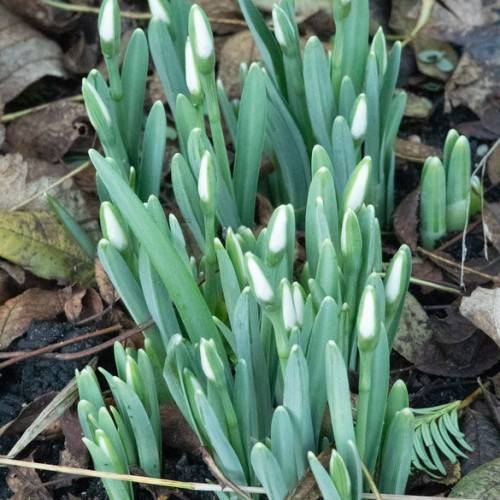 oblanceolate, dark green leaves and stems with white buds
