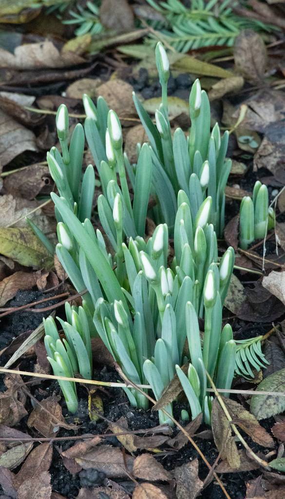 oblanceolate, dark green leaves and stems with white buds