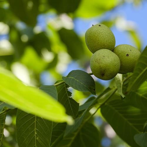 green leaves, and lime fruits with lime stems