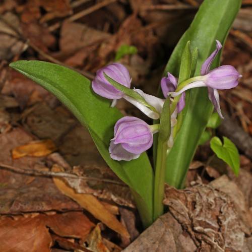 purple-colored, orchid-like flowers with white petioles, long, lanceolate, green leaves
