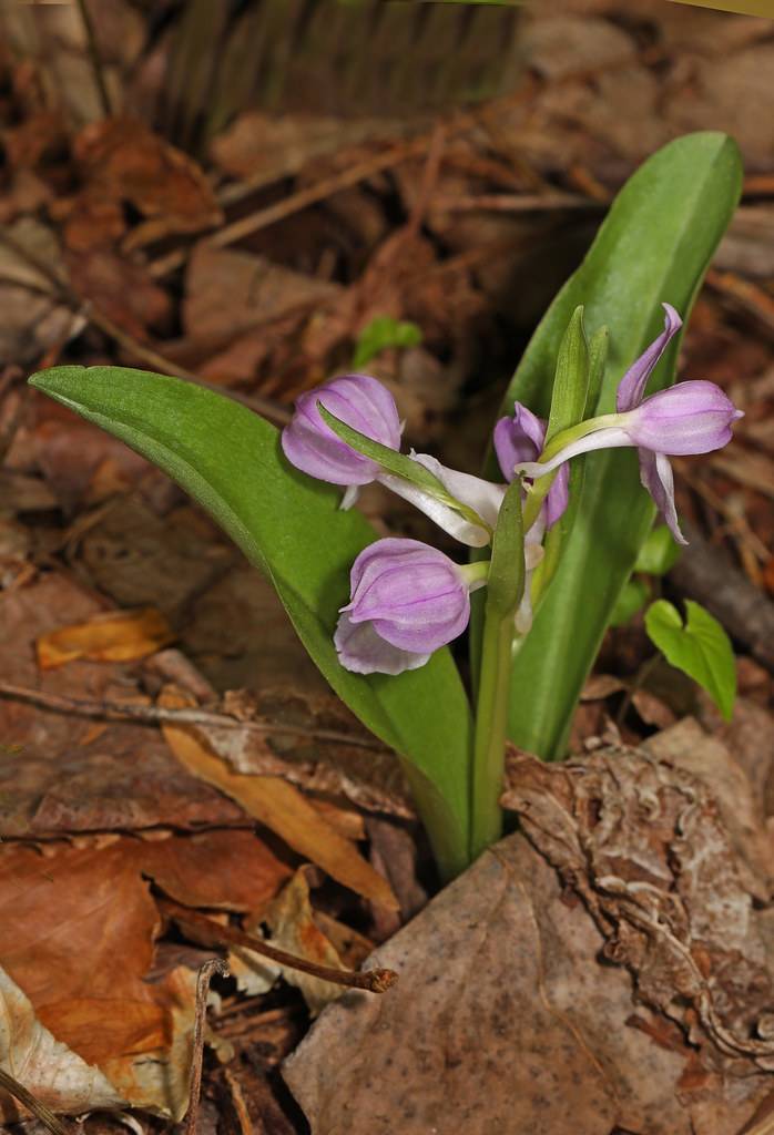 purple-colored, orchid-like flowers with white petioles, long, lanceolate, green leaves