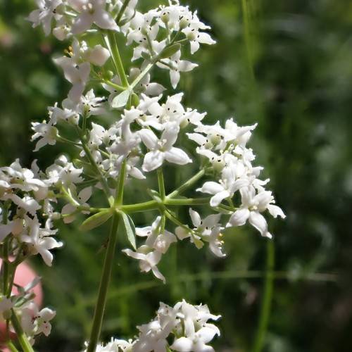 clusters of white, cross-shaped flowers with green stems