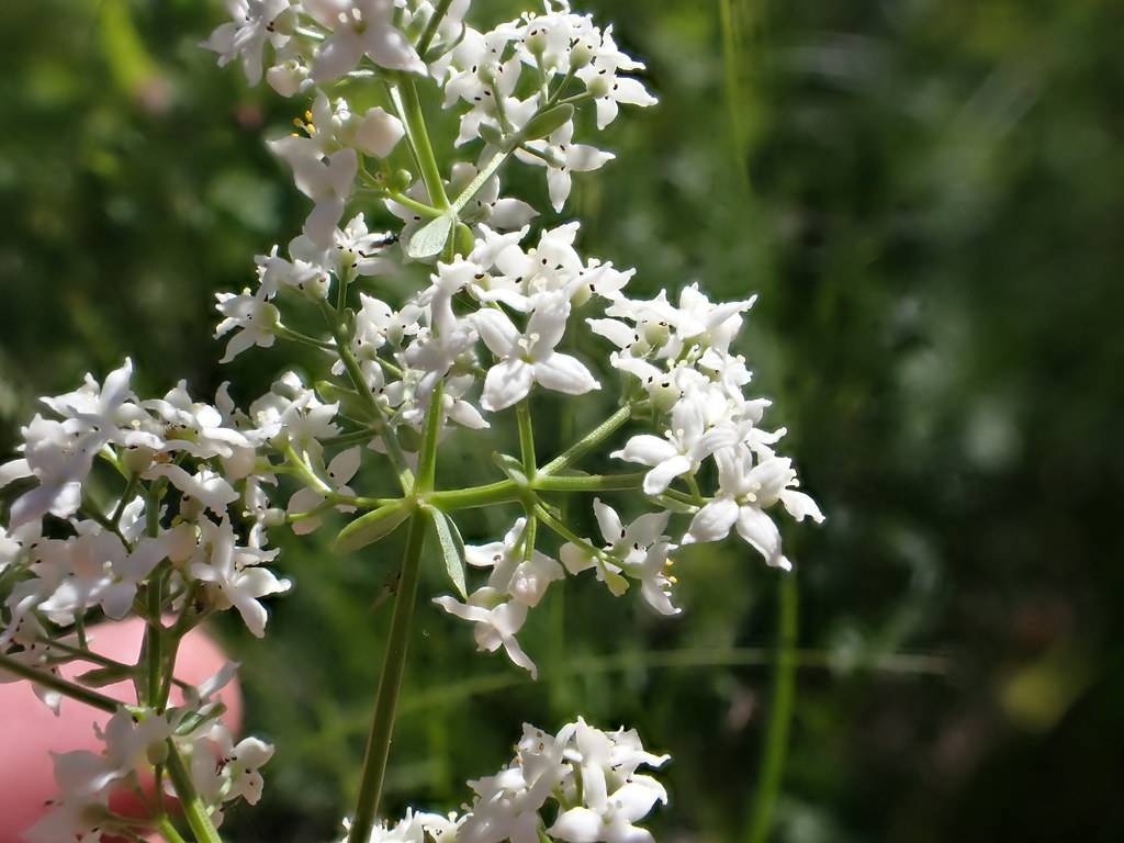 clusters of white, cross-shaped flowers with green stems