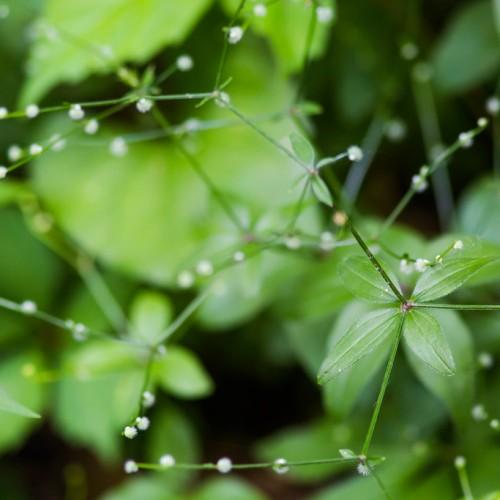 white flowers with lime-green stems and leaves