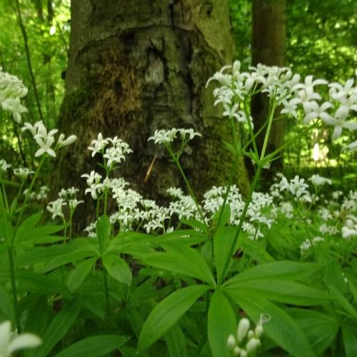 white flowers and buds with green leaves, stems and green-brown trunk