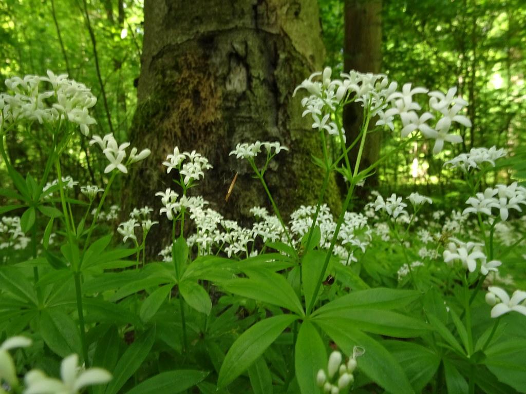 white flowers and buds with green leaves, stems and green-brown trunk