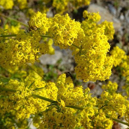 bright yellow small flowers clusters with green stems