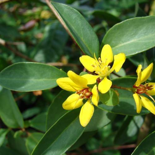 yellow flowers with yellow and red stamens, green, lanceolate, smooth leaves