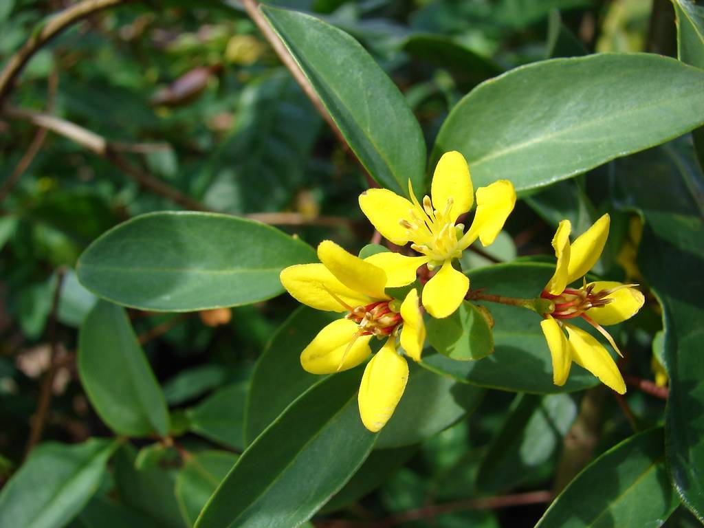 yellow flowers with yellow and red stamens, green, lanceolate, smooth leaves
