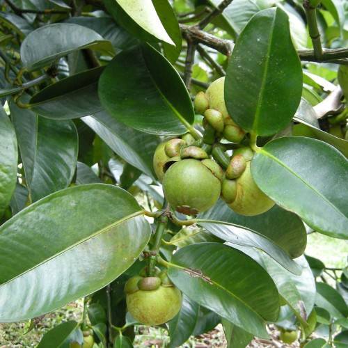green, round, fruits with green sepals, dark green stems, and dark green, smooth, shiny leaves