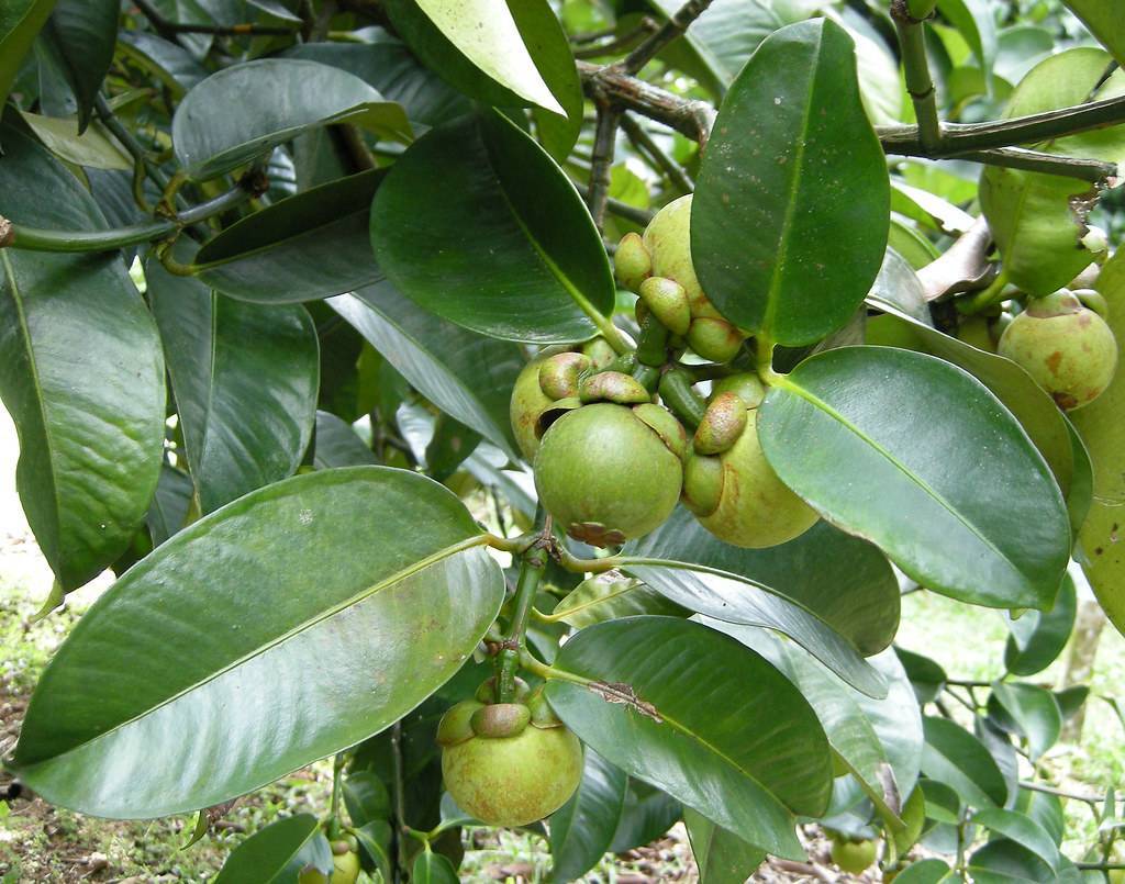 green, round, fruits with green sepals, dark green stems, and dark green, smooth, shiny leaves