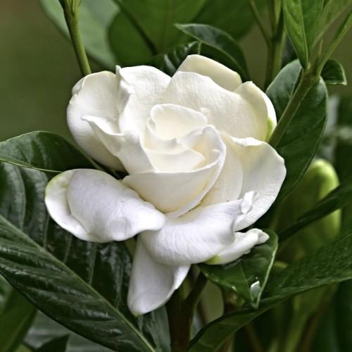off-white flower with dark-green stems and leaves


