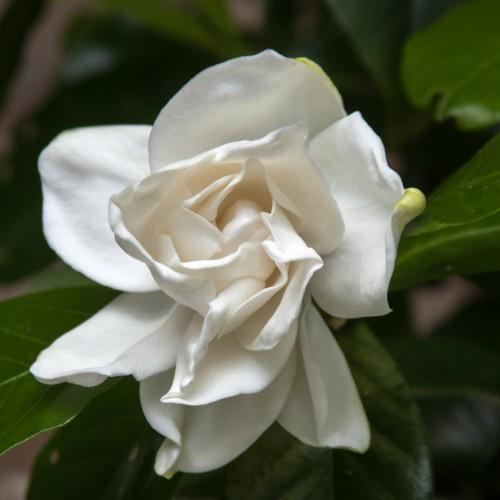 off-white flower with green leaves