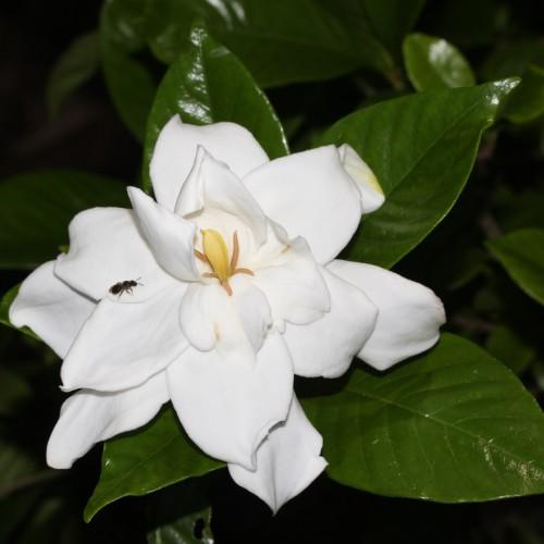 white flower with yellow-orange center, orange stamens and olive leaves