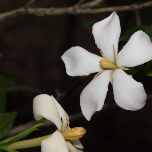 white flowers with yellow-orange center, lime-green leaves and yellow-green branch