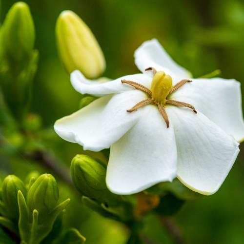 white flower with yellow-brown center, lime-yellow buds, lime leaves and brown stems
