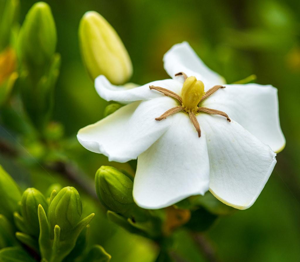 white flower with yellow-brown center, lime-yellow buds, lime leaves and brown stems