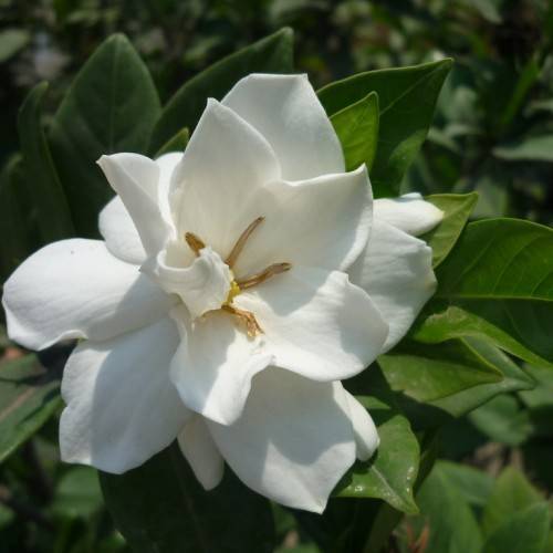 white-colored, velvety flower with  brown stamens and dark green leaves