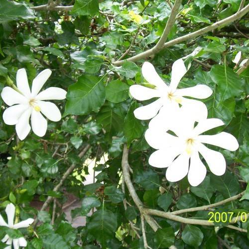 Gardenia thunbergia; white colored, daisy-like flowers with pale-white stamens, woody-gray stems, and shiny, green leaves