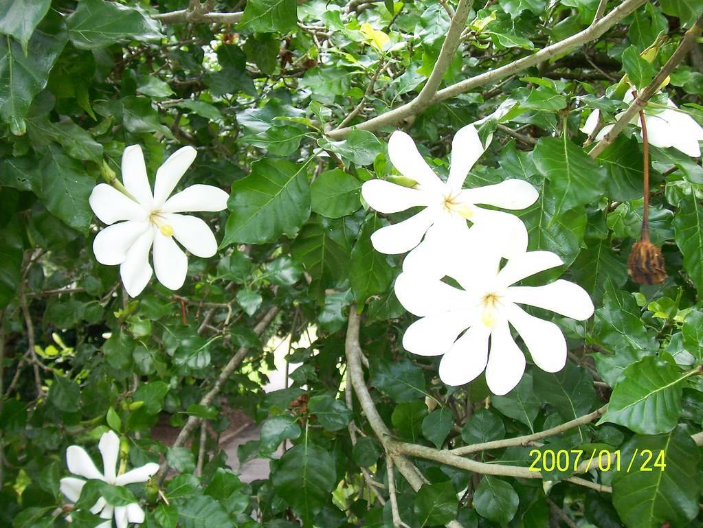 Gardenia thunbergia; white colored, daisy-like flowers with pale-white stamens, woody-gray stems, and shiny, green leaves