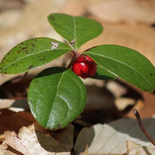 bright-red fruit with green-maroon leaves and brown-red stem