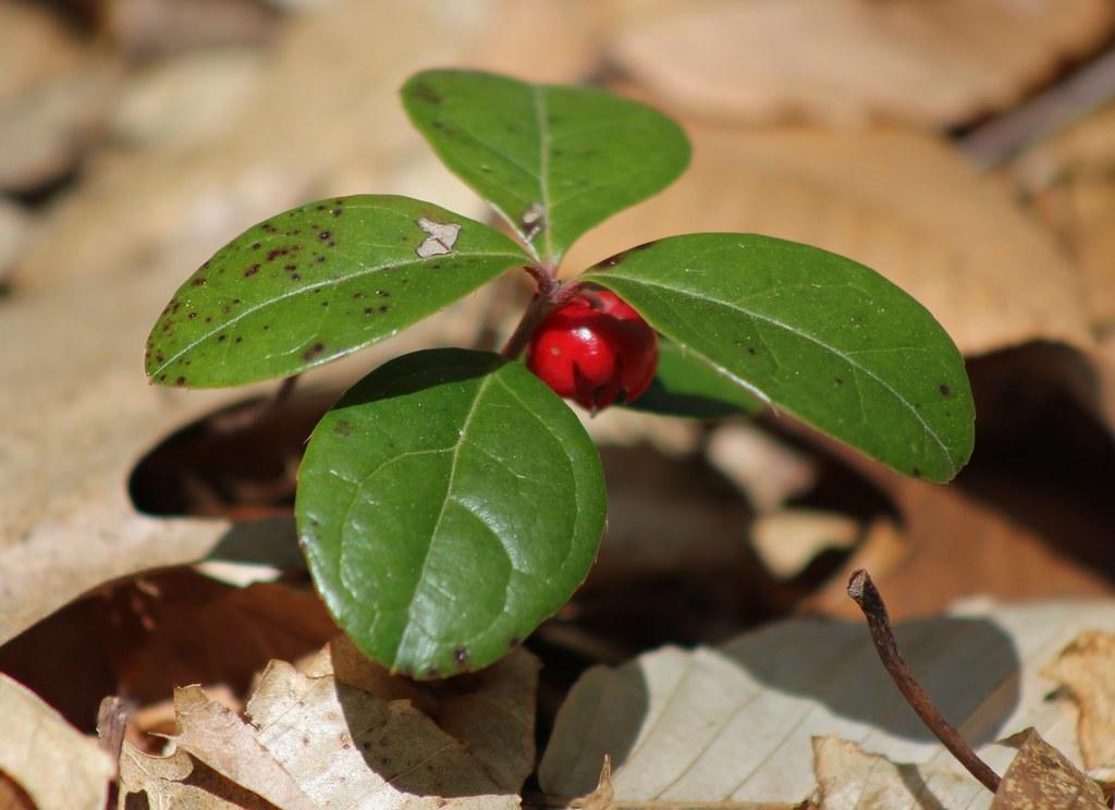 bright-red fruit with green-maroon leaves and brown-red stem