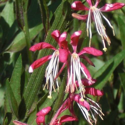 deep red flowers with white, long stamens, green stems, and leaves