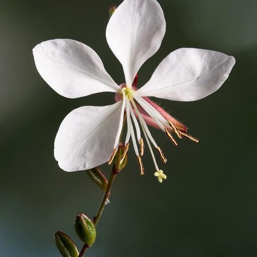 White flower with hair, yellow center, pink sepals, white style and filaments, brown-beige anthers, yellow stigma, burgundy-green buds and stems.