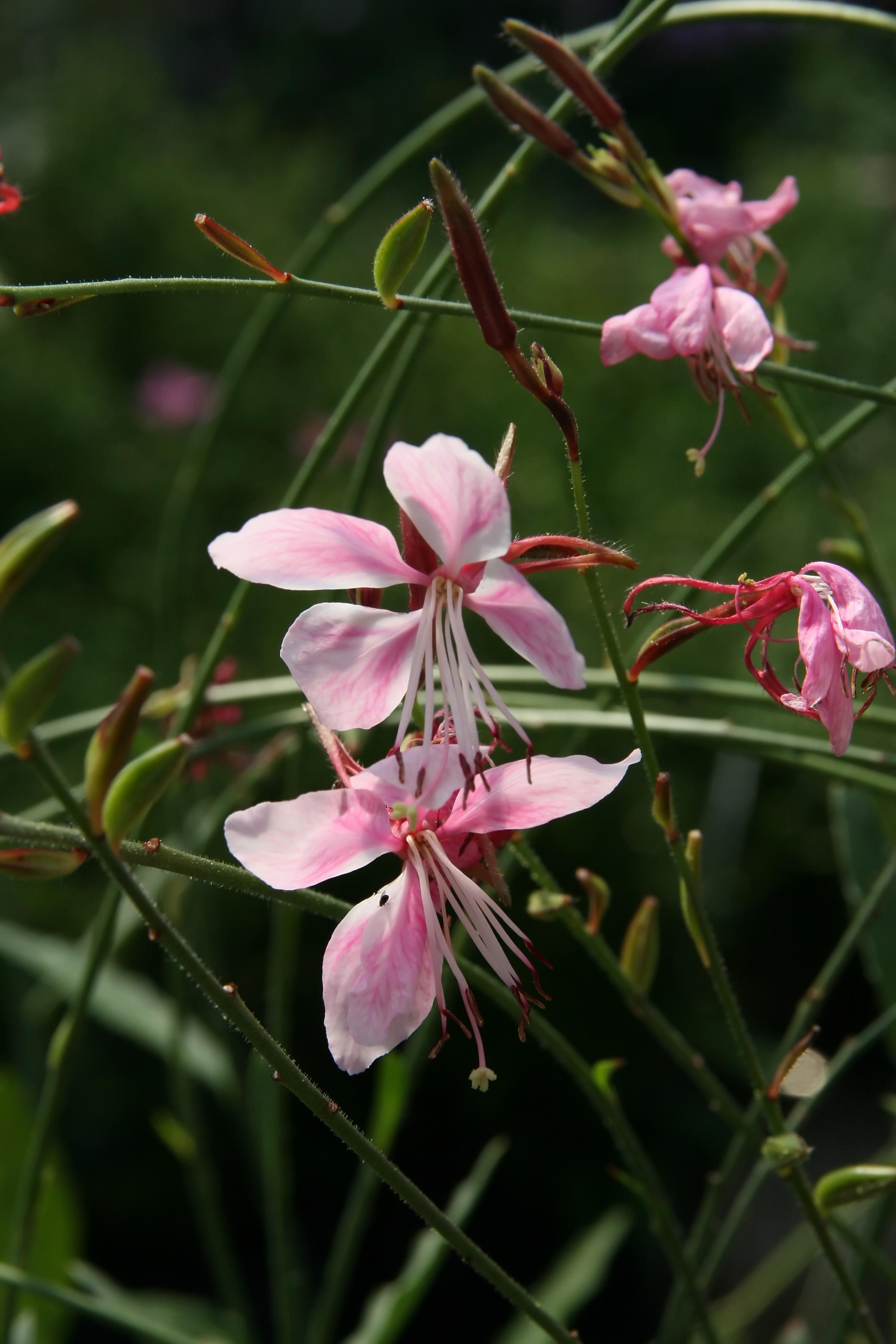 white-pink flowers with white filaments, maroon anthers, lime stigma, green stems and green-brown buds
