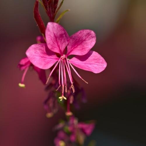 pink flowers with pink filaments, brown anthers, pink style, yellow-green stigma and red stems