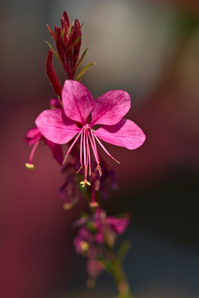 pink flowers with pink filaments, brown anthers, pink style, yellow-green stigma and red stems
